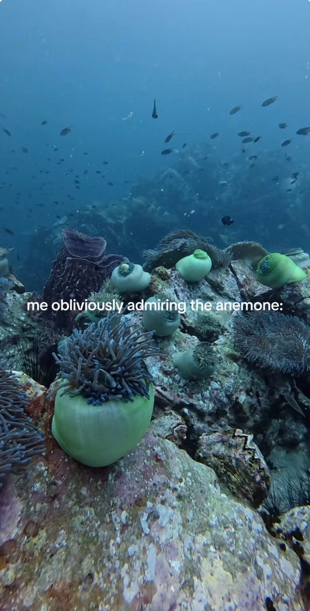 Whale Shark Encounter